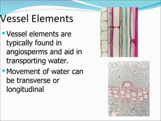 Vessel Elements Vessel elements are  typically found in angiosperms and aid in transporting water. Movement of water can be transverse or longitudinal 