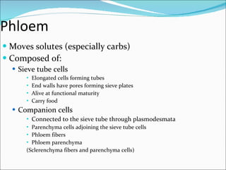 Phloem  Moves solutes (especially carbs) Composed of: Sieve tube cells Elongated cells forming tubes End walls have pores forming sieve plates Alive at functional maturity Carry food Companion cells Connected to the sieve tube through plasmodesmata Parenchyma cells adjoining the sieve tube cells Phloem fibers Phloem parenchyma (Sclerenchyma fibers and parenchyma cells) 