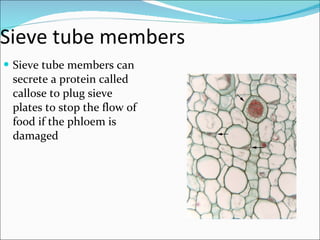 Sieve tube members Sieve tube members can secrete a protein called callose to plug sieve plates to stop the flow of food if the phloem is damaged 