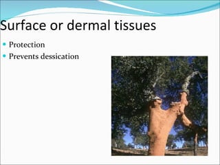 Surface or dermal tissues Protection Prevents dessication 