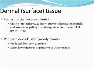 Dermal (surface) tissue Epidermis (herbaceous plants) Cuticle (protective waxy layer)- prevents dessication (cuticle) and invasion of pathogens , absorption of water, control of gas exchange Periderm or cork layer (woody plants) Produced from cork cambium  Secondary epidermis or periderm of woody plants 