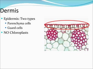 Dermis Epidermis: Two types Parenchyma cells Guard cells NO Chloroplasts 