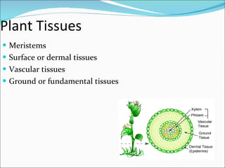 Plant Tissues Meristems Surface or dermal tissues Vascular tissues Ground or fundamental tissues 