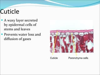 Cuticle A waxy layer secreted by epidermal cells of stems and leaves Prevents water loss and diffusion of gases Cuticle Parenchyma cells 