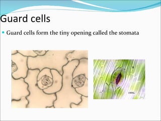 Guard cells Guard cells form the tiny opening called the stomata 