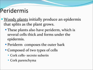Peridermis Woody plants  initially produce an epidermis that splits as the plant grows.  These plants also have periderm, which is several cells thick and forms under the epidermis. Periderm  composes the outer bark Composed of two types of cells Cork cells- secrete suberin Cork parenchyma 