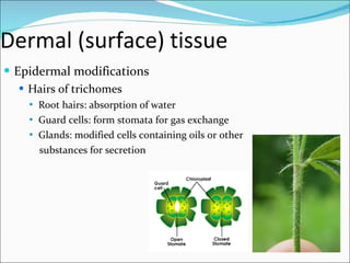 Dermal (surface) tissue Epidermal modifications Hairs of trichomes Root hairs: absorption of water Guard cells: form stomata for gas exchange  Glands: modified cells containing oils or other  substances for secretion 