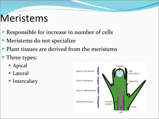 Meristems  Responsible for increase in number of cells Meristems do not specialize Plant tissues are derived from the meristems Three types: Apical Lateral Intercalary 