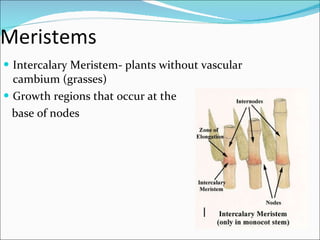 Meristems Intercalary Meristem- plants without vascular cambium (grasses) Growth regions that occur at the base of nodes 