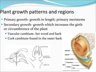 Plant growth patterns and regions Primary growth- growth in length; primary meristems Secondary growth- growth which increases the girth or circumference of the plant Vascular cambium- bet wood and bark Cork cambium-found in the outer bark 