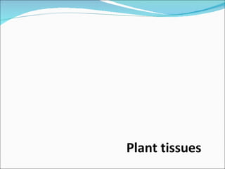 Plant tissues 