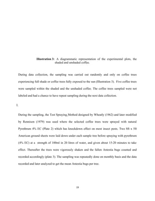 Illustration 3: A diagrammatic representation of the experimental plots, the
shaded and unshaded coffee.
During data collection, the sampling was carried out randomly and only on coffee trees
experiencing full shade or coffee trees fully exposed to the sun (Illustration 3). Five coffee trees
were sampled within the shaded and the unshaded coffee. The coffee trees sampled were not
labeled and had a chance to have repeat sampling during the next data collection.
I.
During the sampling, the Test Spraying Method designed by Wheatly (1962) and later modified
by Rennison (1979) was used where the selected coffee trees were sprayed with natural
Pyrethrum 4% EC (Plate 2) which has knockdown effect on most insect pests. Two 8ft x 5ft
American ground sheets were laid down under each sample tree before spraying with pyrethrum
(4% EC) at a strength of 100ml in 20 litres of water, and given about 15-20 minutes to take
effect. Thereafter the trees were vigorously shaken and the fallen Antestia bugs counted and
recorded accordingly (plate 3). The sampling was repeatedly done on monthly basis and the data
recorded and later analyzed to get the mean Antestia bugs per tree.
19
 