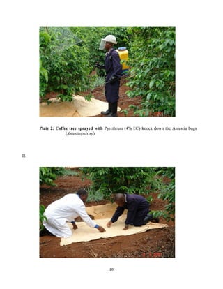 Plate 2: Coffee tree sprayed with Pyrethrum (4% EC) knock down the Antestia bugs
(Antestiopsis sp)
II.
20
 