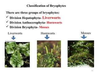 Bryophyte Classification final Bryophytes and Pteridophytes PPT(1).pptx
