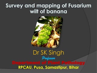 Dr SK Singh
Professor
Department of Plant Pathology
RPCAU, Pusa, Samastipur, Bihar
 