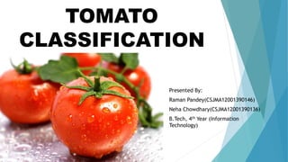 TOMATO
CLASSIFICATION
Presented By:
Raman Pandey(CSJMA12001390146)
Neha Chowdhary(CSJMA12001390136)
B.Tech, 4th Year (Information
Technology)
 