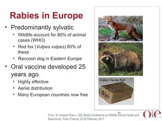 Rabies in Europe
• Predominantly sylvatic
  • Wildlife account for 80% of animal
    cases (WHO)
  • Red fox (Vulpes vulpe...