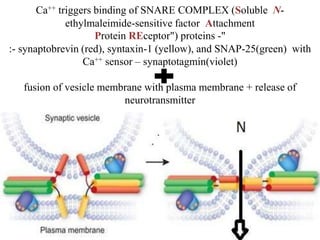 Ca++ triggers binding of SNARE COMPLEX (Soluble N-
ethylmaleimide-sensitive factor Attachment
Protein REceptor") proteins -"
:- synaptobrevin (red), syntaxin-1 (yellow), and SNAP-25(green) with
Ca++ sensor – synaptotagmin(violet)
fusion of vesicle membrane with plasma membrane + release of
neurotransmitter
 