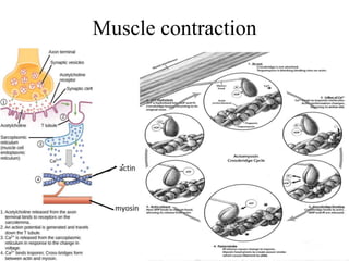 Muscle contraction
 