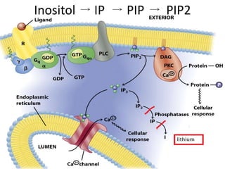 Inositol IP PIP PIP2
 
