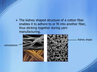  The kidney shaped structure of a cotton fiber
enables it to adhere to or fit into another fiber,
thus sticking together during yarn
manufacturing.
Kidney shape
convolutions
 
