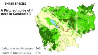 THREE SPECIES
A Pictured guide of forest
trees in Cambodia II
 