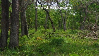 Forest Ecosystem
 