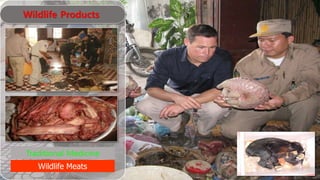 Traditional Medicine
Wildlife Meats
Wildlife Products
 