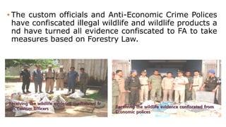 • The custom officials and Anti-Economic Crime Polices
have confiscated illegal wildlife and wildlife products a
nd have turned all evidence confiscated to FA to take
measures based on Forestry Law.
Receiving the wildlife evidence confiscated fr
om Custom officers Receiving the wildlife evidence confiscated from
Economic polices
 