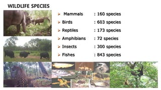 WILDLIFE SPECIES
 Mammals : 160 species
 Birds : 603 species
 Reptiles : 173 species
 Amphibians : 72 species
 Insects : 300 species
 Fishes : 843 species
 