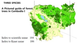 THREE SPECIES
A Pictured guide of forest
trees in Cambodia I
 