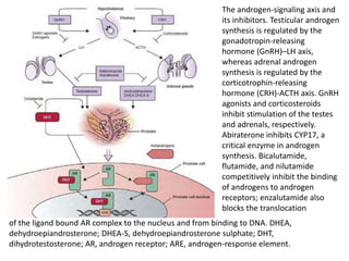 The androgen-signaling axis and
its inhibitors. Testicular androgen
synthesis is regulated by the
gonadotropin-releasing
hormone (GnRH)–LH axis,
whereas adrenal androgen
synthesis is regulated by the
corticotrophin-releasing
hormone (CRH)-ACTH axis. GnRH
agonists and corticosteroids
inhibit stimulation of the testes
and adrenals, respectively.
Abiraterone inhibits CYP17, a
critical enzyme in androgen
synthesis. Bicalutamide,
flutamide, and nilutamide
competitively inhibit the binding
of androgens to androgen
receptors; enzalutamide also
blocks the translocation
of the ligand bound AR complex to the nucleus and from binding to DNA. DHEA,
dehydroepiandrosterone; DHEA-S, dehydroepiandrosterone sulphate; DHT,
dihydrotestosterone; AR, androgen receptor; ARE, androgen-response element.
 