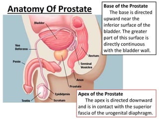 Base of the Prostate
The base is directed
upward near the
inferior surface of the
bladder. The greater
part of this surface is
directly continuous
with the bladder wall.
Apex of the Prostate
The apex is directed downward
and is in contact with the superior
fascia of the urogenital diaphragm.
Anatomy Of Prostate
 