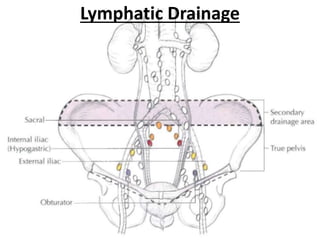 Lymphatic Drainage
 