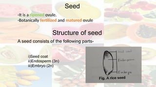 Final_CBOT[55].pptx ( Fruit and Seed morphology) | PPTX