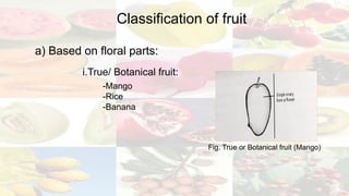 Final_CBOT[55].pptx ( Fruit and Seed morphology) | PPTX
