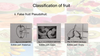 Final_CBOT[55].pptx ( Fruit and Seed morphology) | PPTX