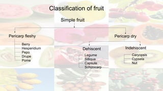 Final_CBOT[55].pptx ( Fruit and Seed morphology) | PPTX