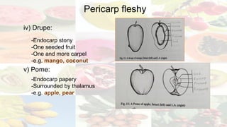 Final_CBOT[55].pptx ( Fruit and Seed morphology) | PPTX