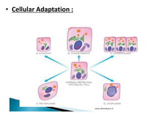 • Cellular Adaptation :
 