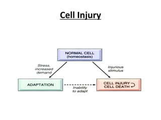 Cell Injury
 