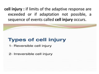 cell injury : if limits of the adaptive response are
exceeded or if adaptation not possible, a
sequence of events called cell injury occurs.
 
