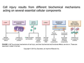 Cell injury results from different biochemical mechanisms
acting on several essential cellular components
 