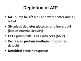 Depletion of ATP
• Na+ pump fails Na+ and water enter and K+
is lost
• Glycolysis depletes glycogen and lowers pH
(loss of enzyme activity)
• Ca++ pump fails- Ca++ into cells (toxic)
• Decreased protein synthesis (ribosomes
detach)
• Unfolded protein response
 