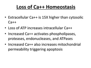 Loss of Ca++ Homeostasis
• Extracellular Ca++ is 15X higher than cytosolic
Ca++
• Loss of ATP increases intracellular Ca++
• Increased Ca++ activates phospholipases,
proteases, endonucleases, and ATPases
• Increased Ca++ also increases mitochondrial
permeability triggering apoptosis
 