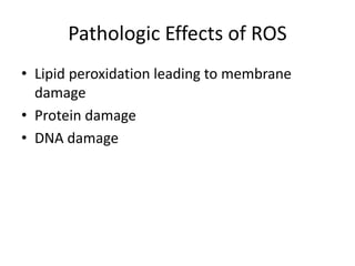 Pathologic Effects of ROS
• Lipid peroxidation leading to membrane
damage
• Protein damage
• DNA damage
 