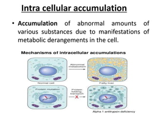 Intra cellular accumulation
• Accumulation of abnormal amounts of
various substances due to manifestations of
metabolic derangements in the cell.
 