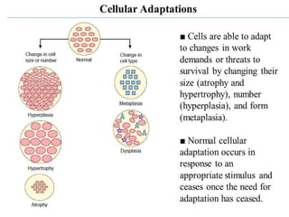 • as cells stresses they undergo functional or
structural adaptations to maintain viability /
homeostasis.
• respond to some stimuli by increasing or
decreasing specific organelle content.
• adaptive processes: atrophy, hypertrophy,
hyperplasia and metaplasia.
 