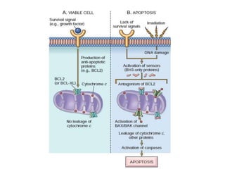 cellular adaptation and response to injury | PPTX