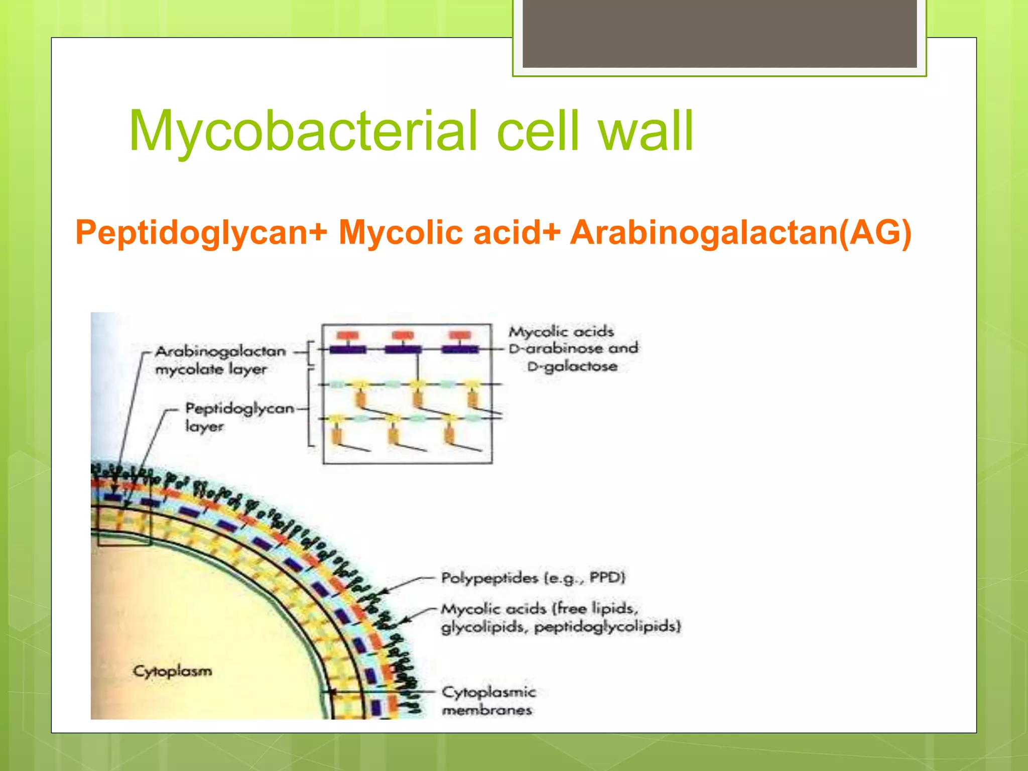 cell morphology and cell wall synthesis localisation... Cell wall synthesis inhibitors | PPTX